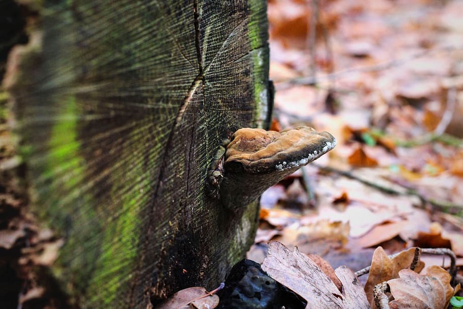 mushroom, log, moss, leaves, forest, nature, botany, autumn HD wallpaper