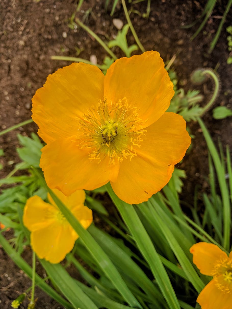flowering plant, petal, freshness, beauty in nature, vulnerability HD wallpaper