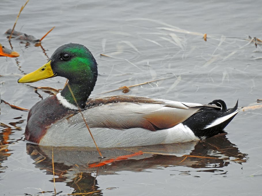 duck, mallard, green, water, feathers, grey, beak, reflection HD wallpaper