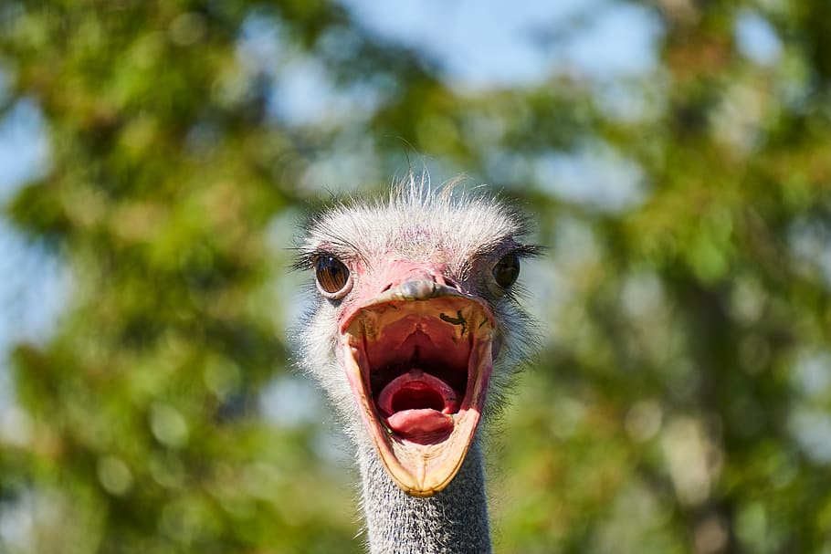 Grey Bird in Close-up Photography, animal, animal photography HD wallpaper
