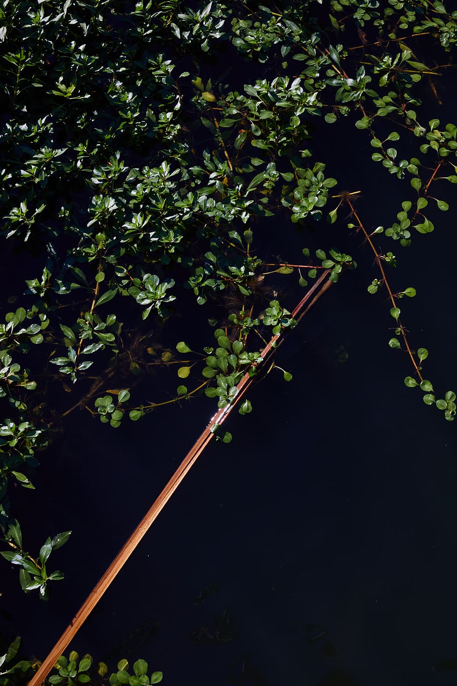 plant, growth, tree, plant part, leaf, nature, no people, branch HD wallpaper