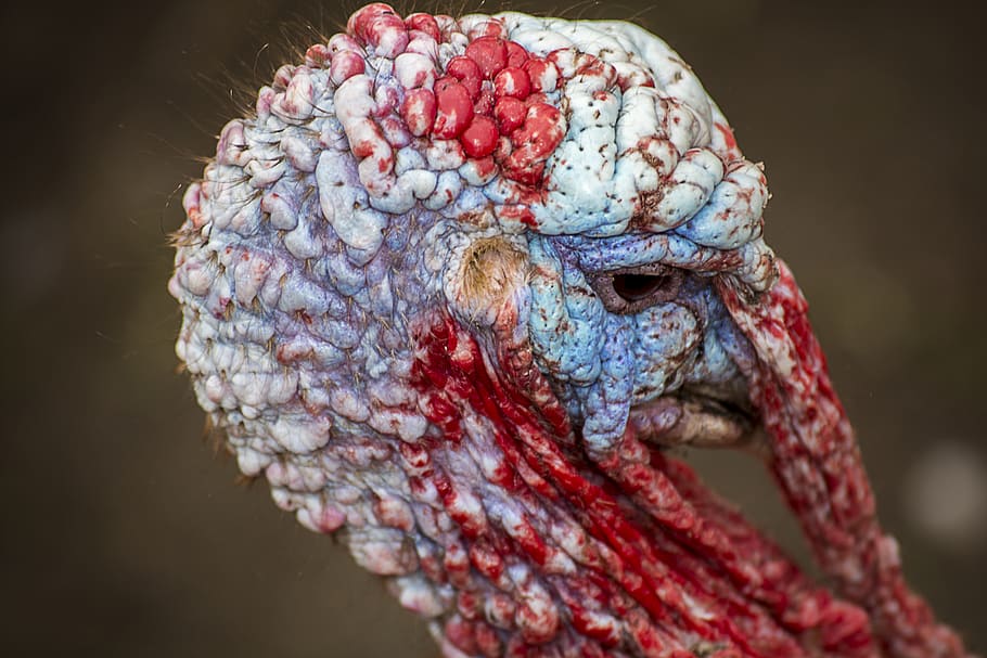 united kingdom, warrington, alien, texture, thanksgiving, christmas HD wallpaper