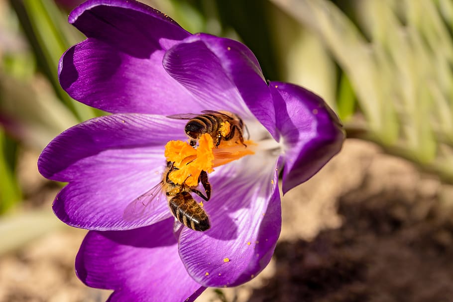 bees, crocus, honey bees, insect, collect pollen, spring, nectar HD wallpaper