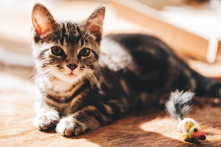 brown tabby cat on carpet, kitten, animal, mammal, manx, abyssinian HD wallpaper
