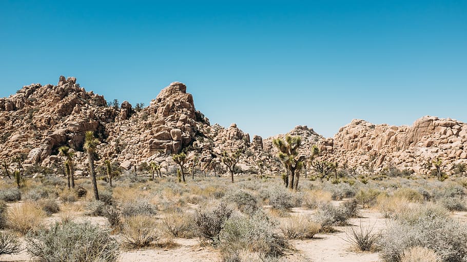 small trees under blue sky, ground, plant, desert, nature, outdoors HD wallpaper