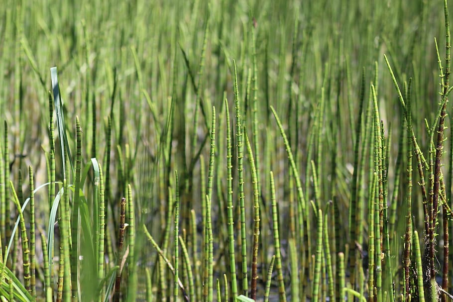 germany, schliersee, spitzingsee, green, water, grass, lake HD wallpaper