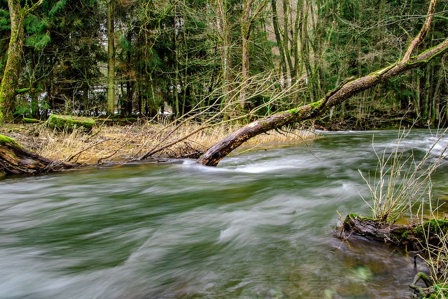 waters, river, nature, tree, bank, forest, grasses, log, old tree HD wallpaper