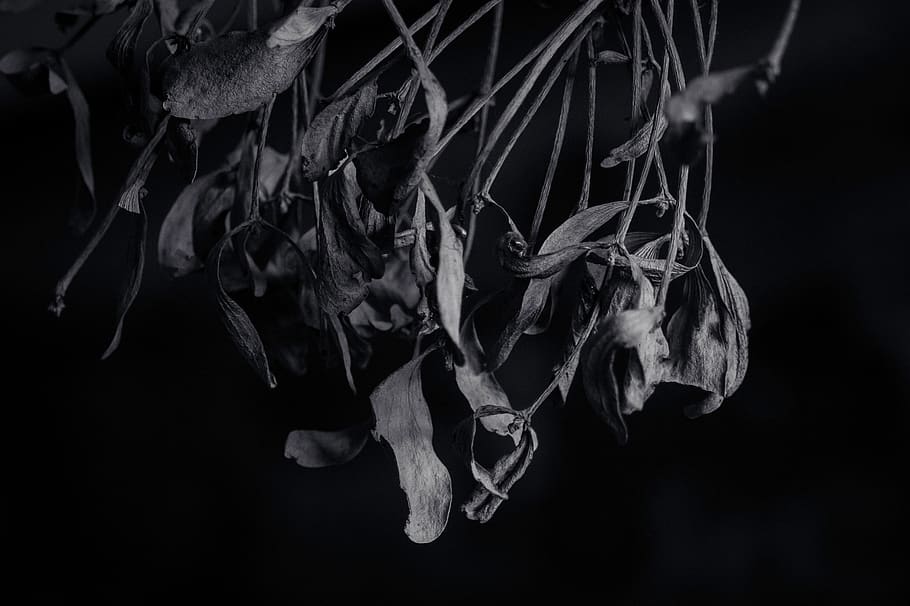black and white, branch, nature, tree, trees, light, lighting HD wallpaper