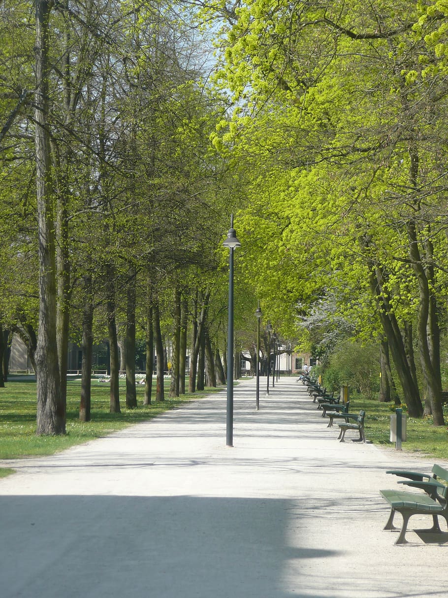 tree, spring, bud, plant, street light, green color, nature HD wallpaper