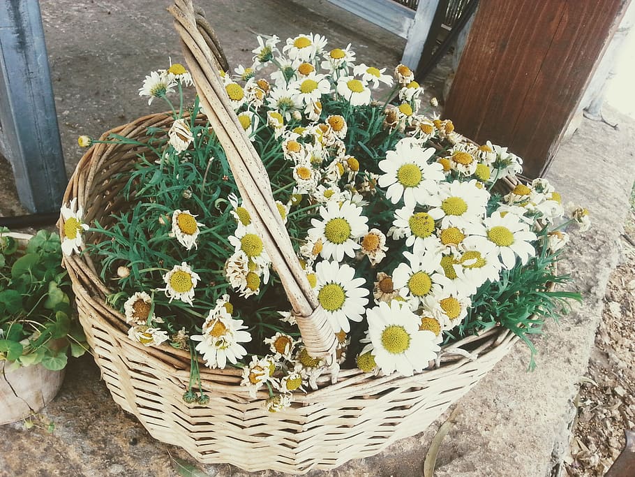 white, yellow, basket, daisy, flower, flowering plant, freshness HD wallpaper
