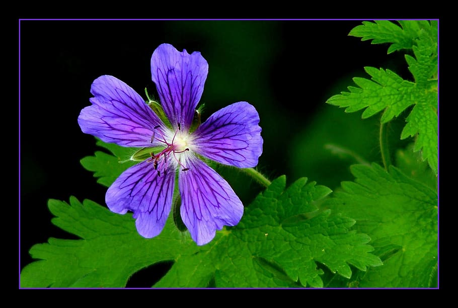 flower, nature, fresh, freshness, beauty, plant, flowering plant HD wallpaper