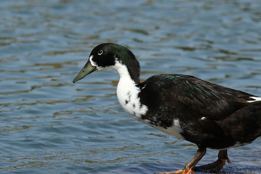 bird, duck, lake, nature, water, animal themes, one animal HD wallpaper