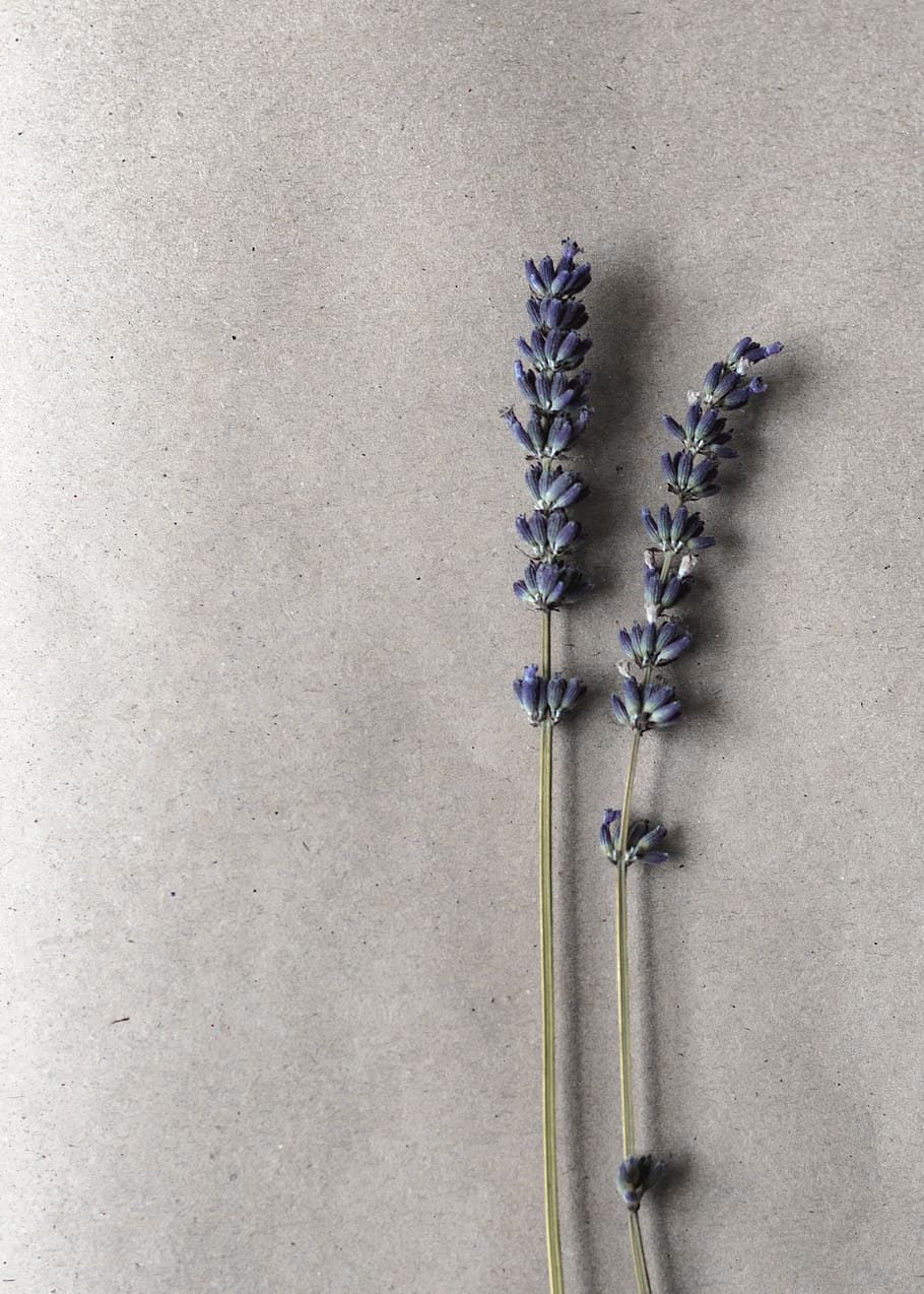 blue petaled flower, plant, studio shot, indoors, no people, flowering plant HD wallpaper