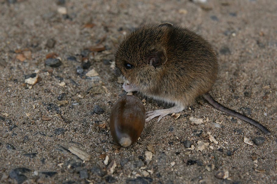 mouse, acorn, field mouse, animal themes, animal wildlife, mammal HD wallpaper