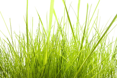 field, freshness, front, gardening, grass, green, growth, idyllic HD wallpaper