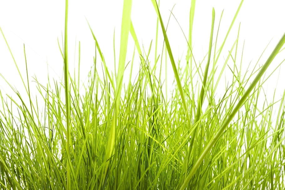 field, freshness, front, gardening, grass, green, growth, idyllic HD wallpaper