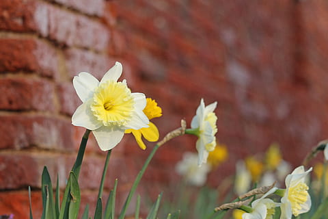osterglocken, spring, yellow, daffodils, easter, springtime HD wallpaper
