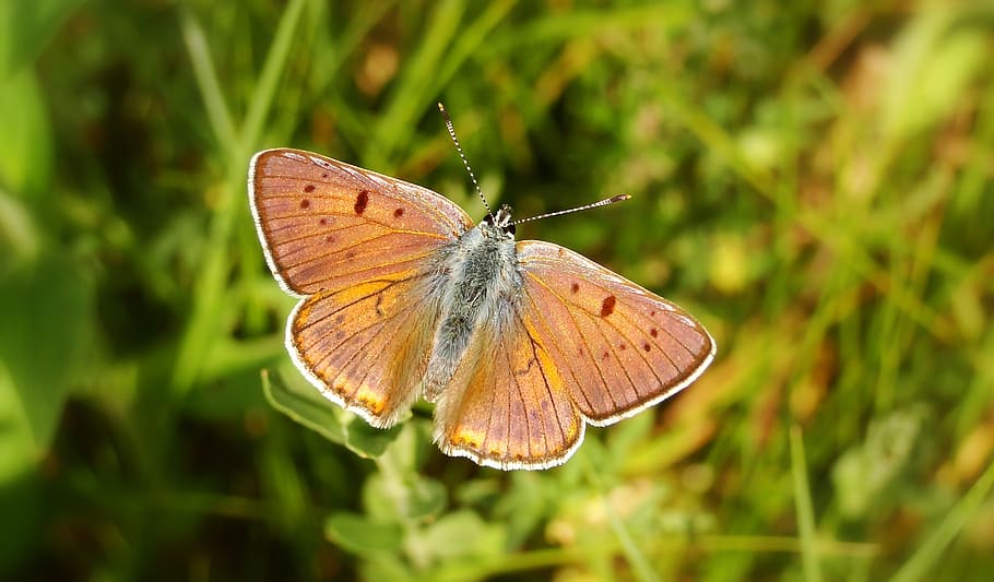 brown butterfly flying, insect, animal, invertebrate, grass, open wings buttlerfly HD wallpaper