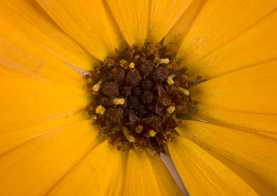 con2011, flower, freshness, flowering plant, flower head, close-up HD wallpaper