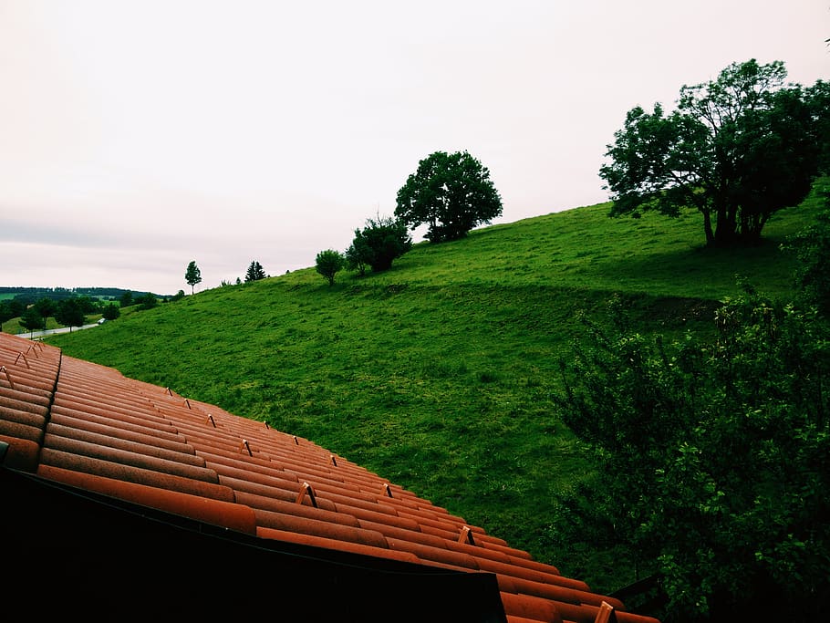 germany, pfronten, plant, tree, sky, green color, nature, tranquility HD wallpaper