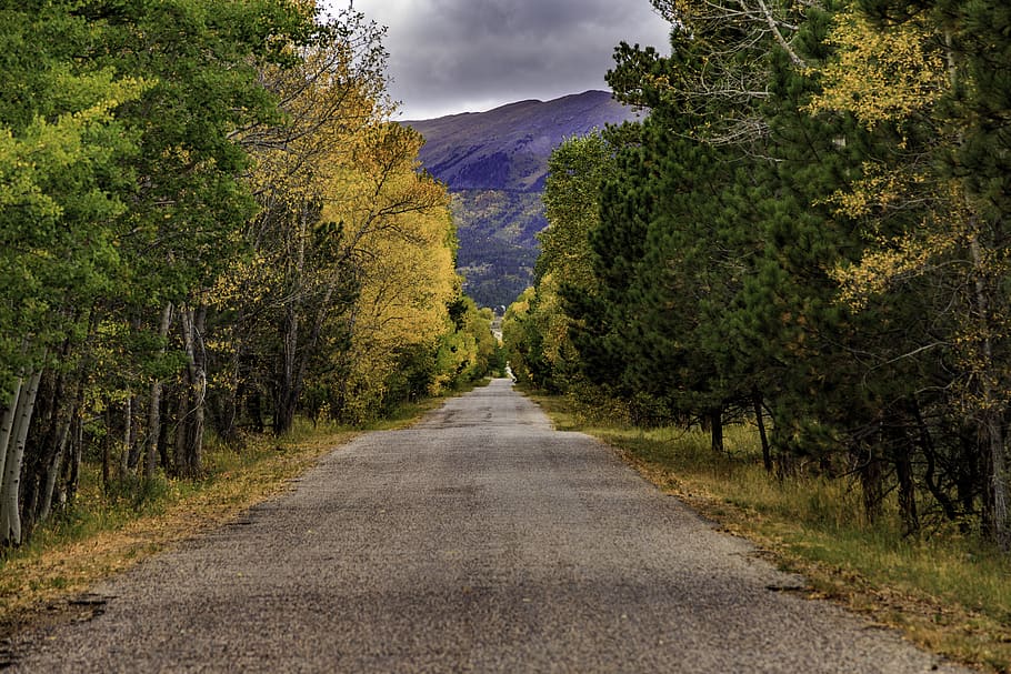 gray pathway, tree, plant, direction, the way forward, road, tranquility HD wallpaper