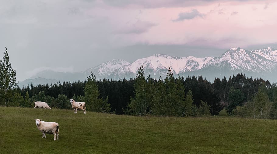 sheep on green grass field, farm, new zealand, sunset, tree, mountain HD wallpaper