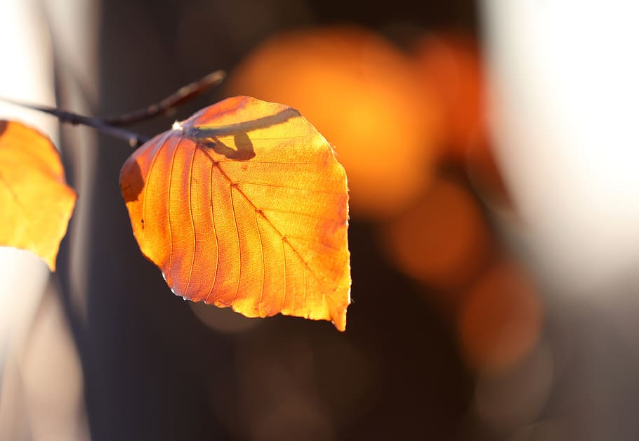 autumn, leaf, golden, beech leaf, autumn colours, bright, nature HD wallpaper