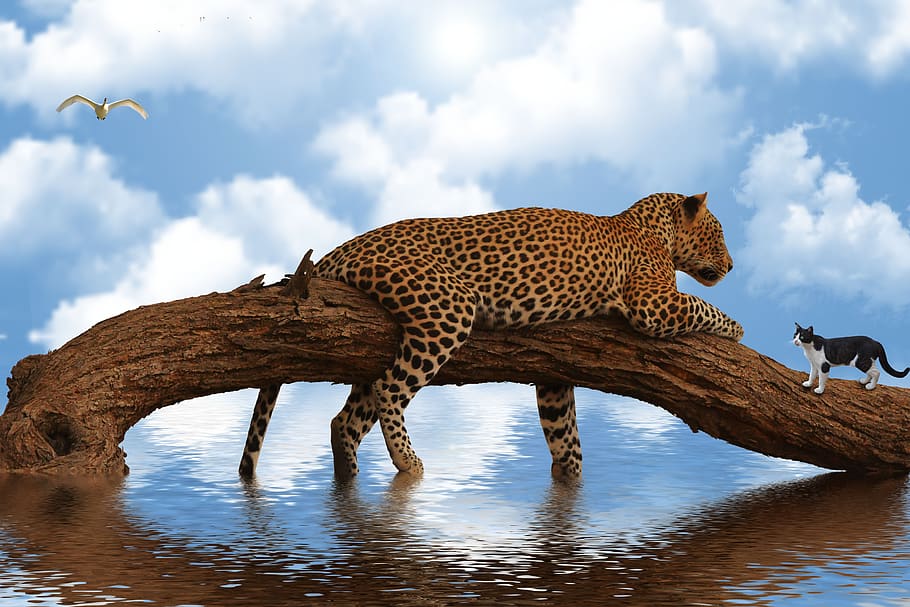 animals, leopard, feline, cat, nature, carnivorous, wild, mammals HD wallpaper