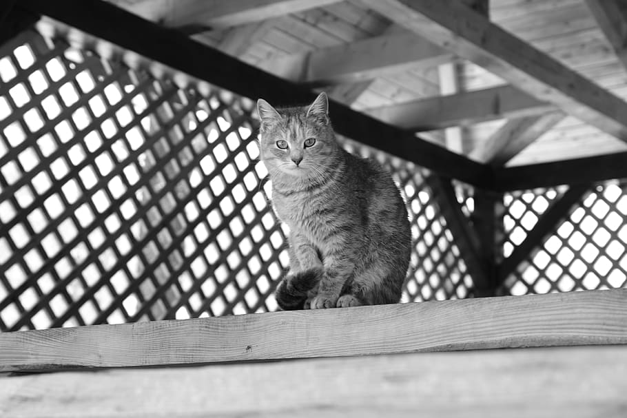 Grayscale Photography of Cat Sitting on Top of Wooden Panel, adorable, HD wallpaper