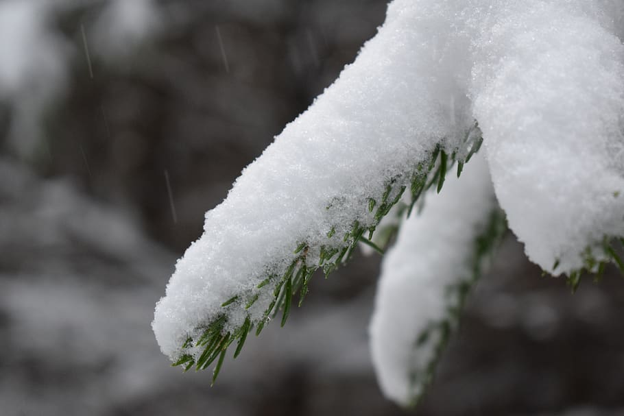 snow, forest, winter, wintry, pine, snowfall, snowy, frost HD wallpaper