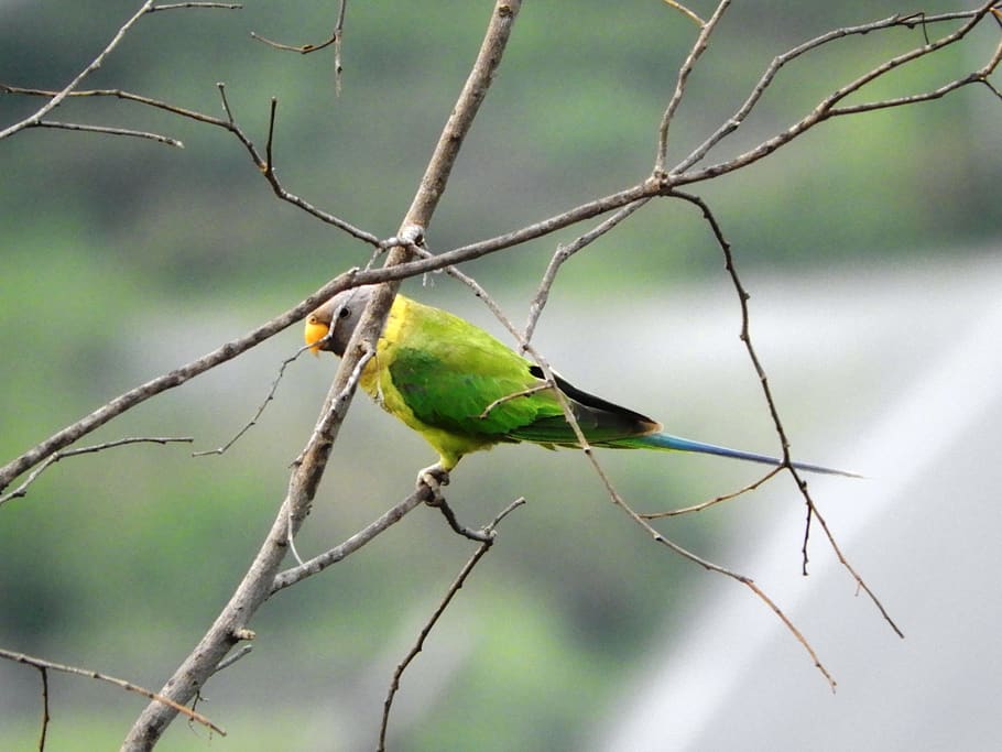 india, bhimtal, parrot, tree, bird, animal themes, vertebrate HD wallpaper