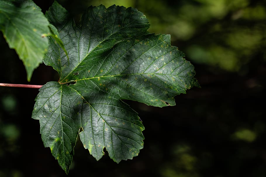leaf, green, forest, nature, leaf structure, fibers, close up HD wallpaper