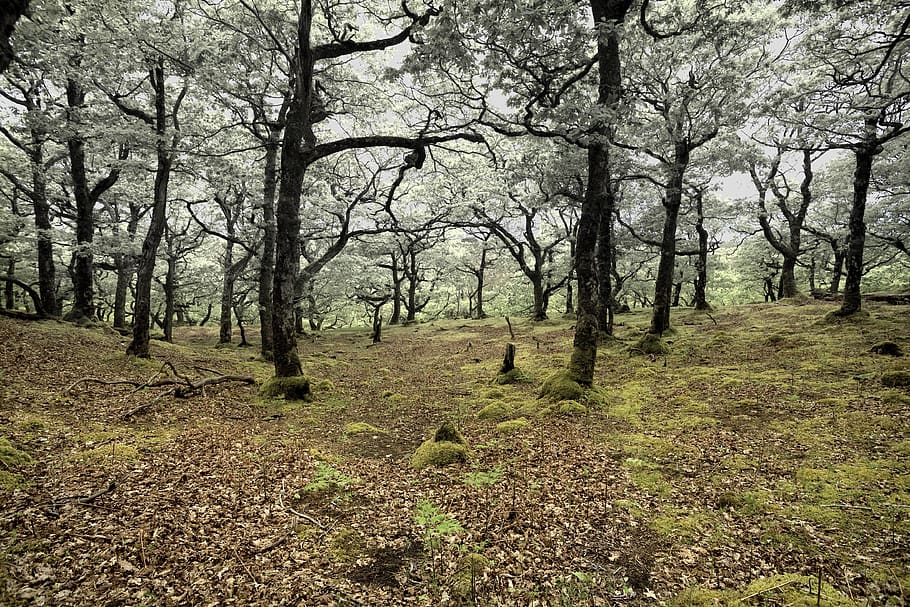 deforestation, oak, nature, environment, trees, natural, ecology HD wallpaper