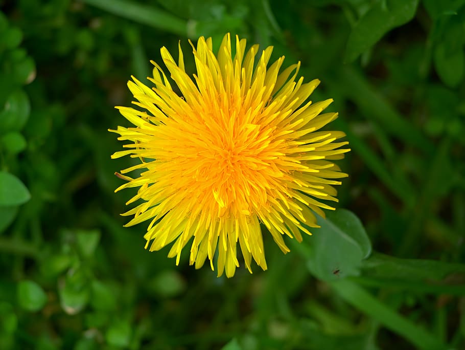 dandelion, flowers, spring, nature, grass, yellow, bloom, colorful