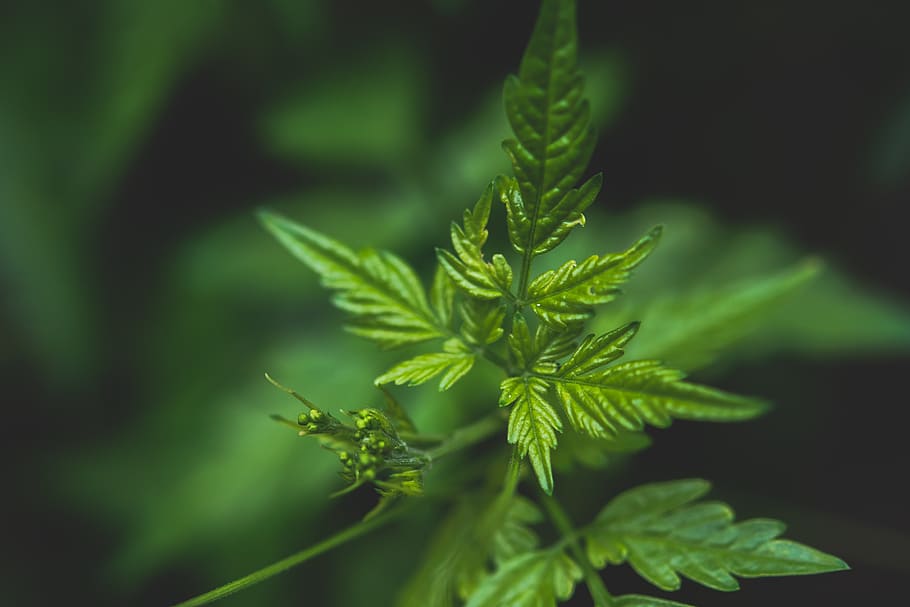 leaf, green, macro, green color, plant part, growth, nature HD wallpaper