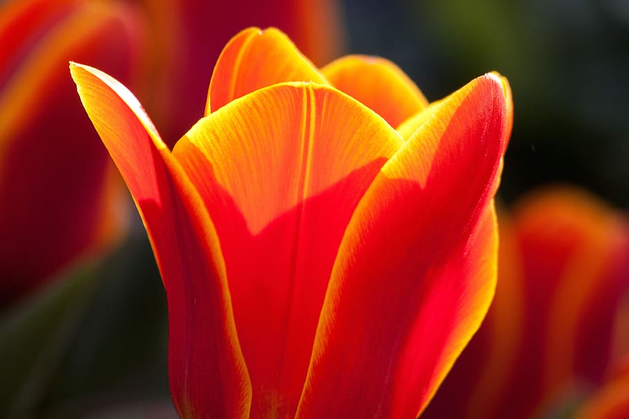 Selective Focus Photography of Orange Flower, bloom, blossom HD wallpaper