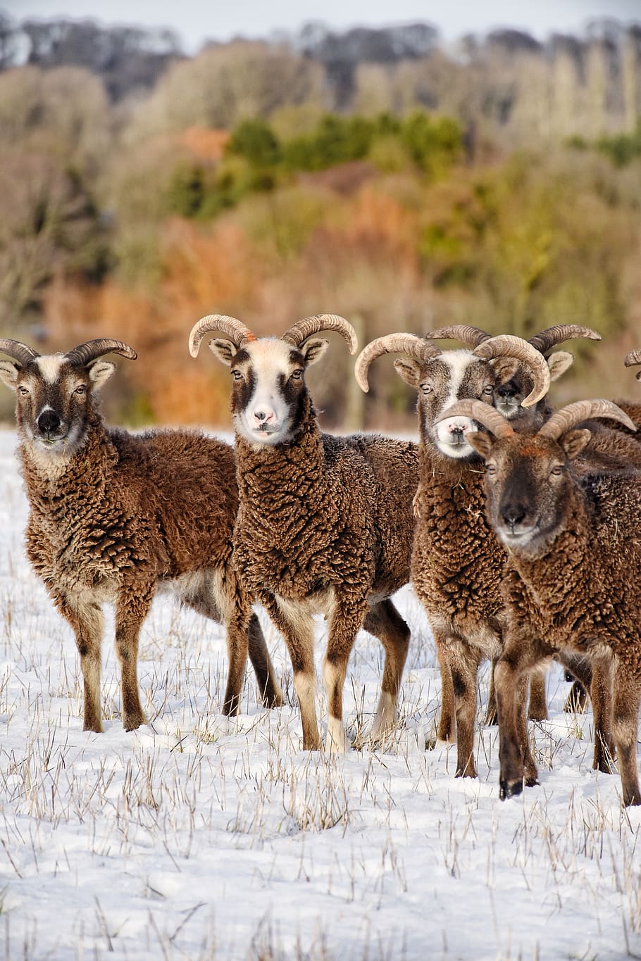 four brown rams, group of animals, animal themes, mammal, vertebrate HD wallpaper