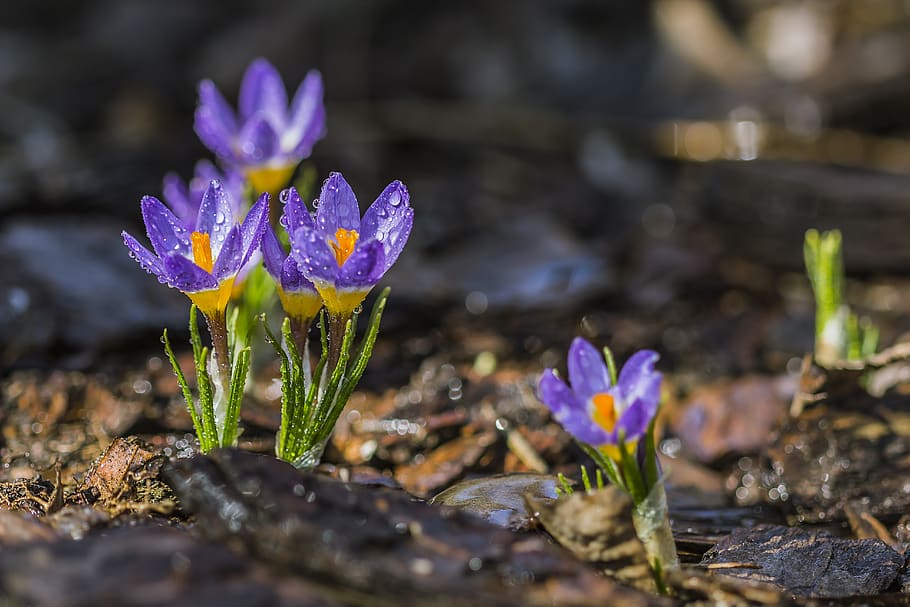 Selective Focus Photo of Purple Petaled Flower With Water Droplet on Daytime HD wallpaper