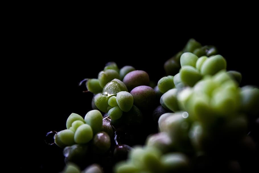 plant, food and drink, healthy eating, freshness, selective focus HD wallpaper