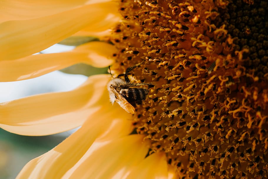 sunflower, plant, blossom, flora, buchberg bei herberstein, austria HD wallpaper