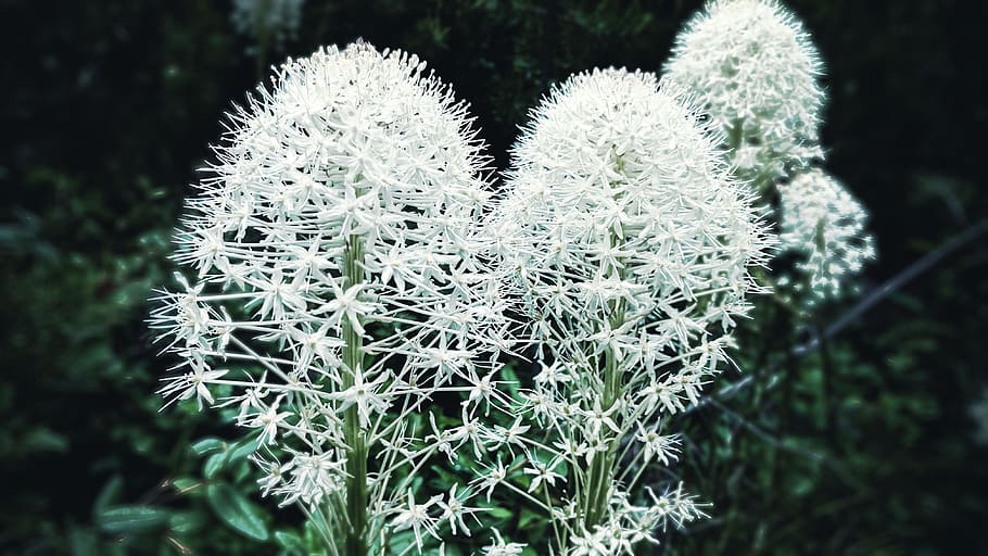 flowers, forest, nature, bloom, plant, growth, focus on foreground, HD wallpaper
