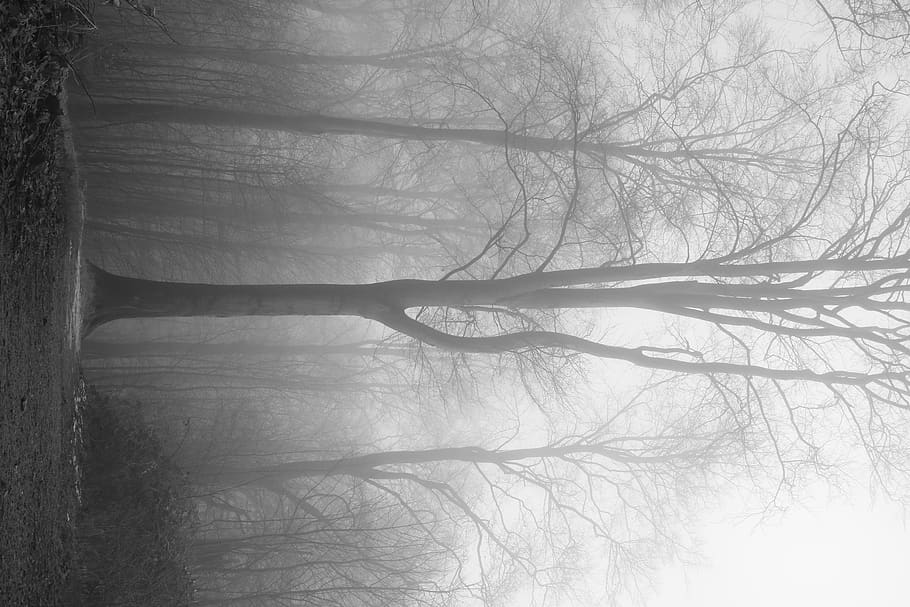 tree, wald, nature, germany, dark, blackandwhite, forest, canon HD wallpaper