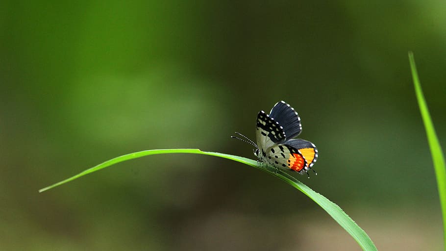 butterfly, sitting, grass, insect, nature, butterflies, white HD wallpaper