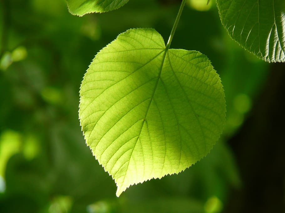 Green Leaf Plant, macro, plant part, green color, close-up, focus on foreground HD wallpaper