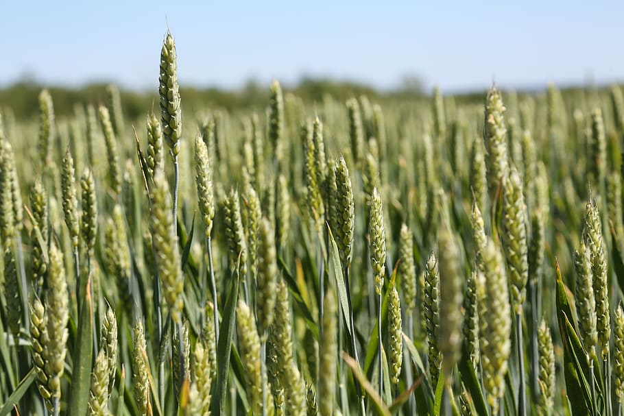 wheat, kolos, field, cereals, spikes, nature, grain, summer, HD wallpaper