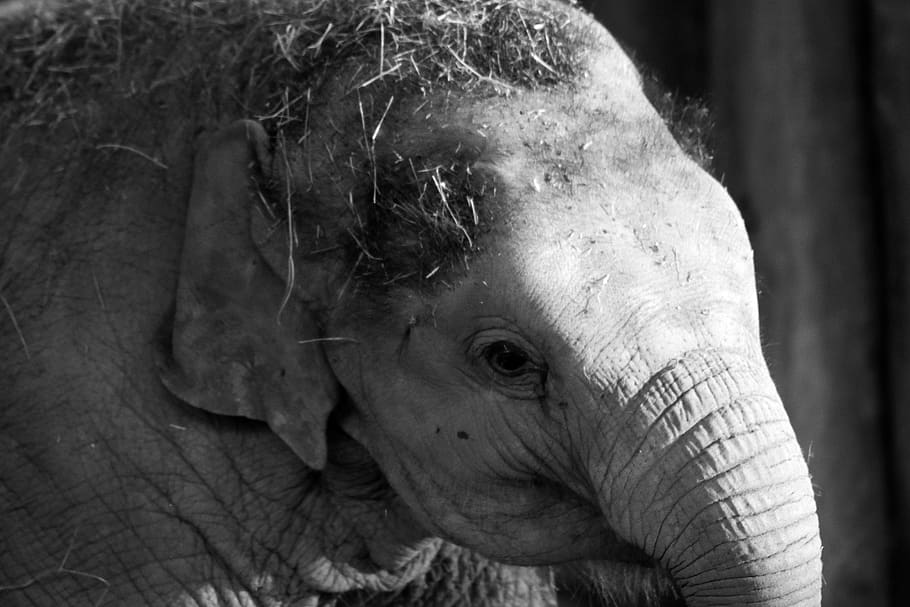 elephant, gray, large, animal, one animal, close-up, animal wildlife HD wallpaper
