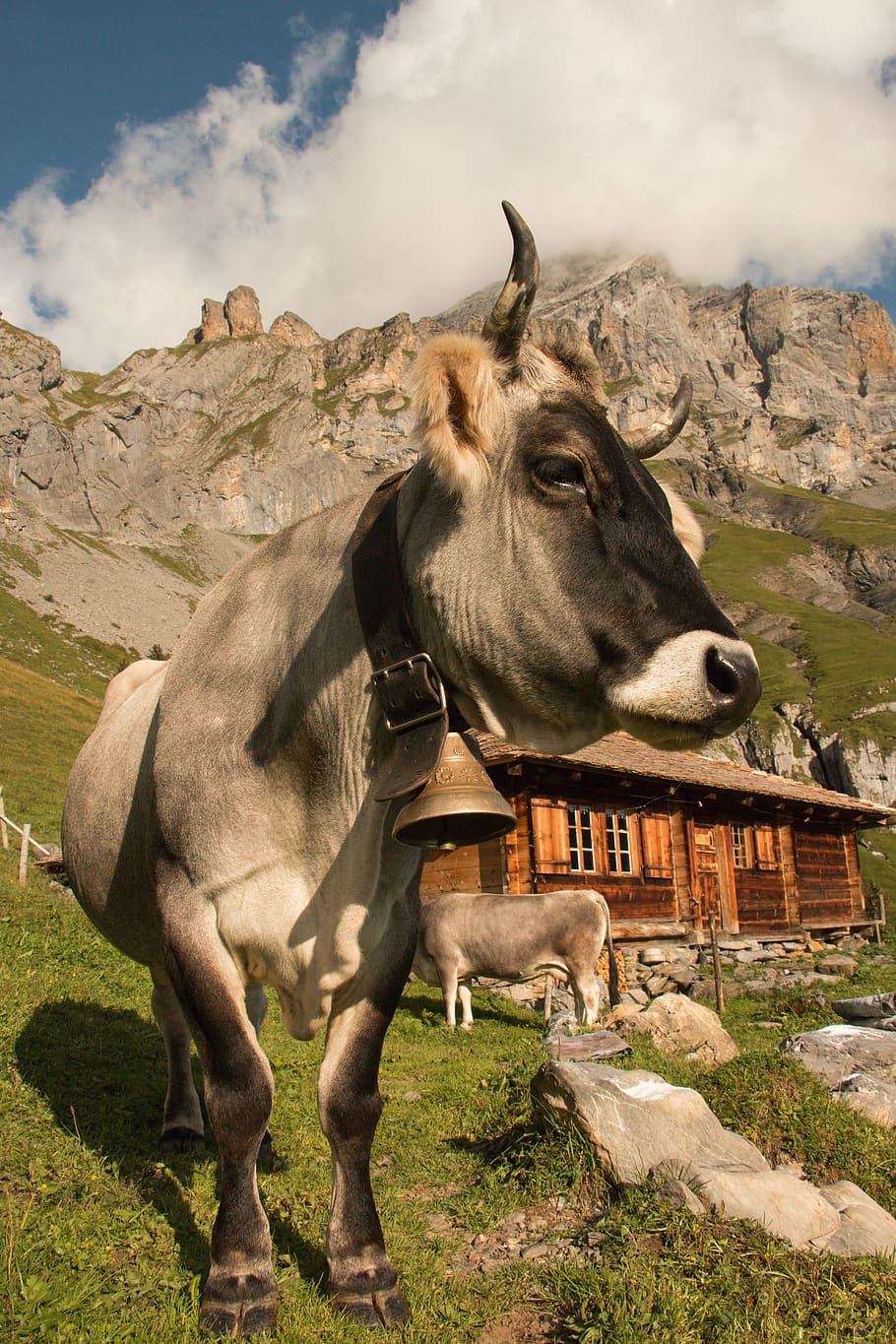 cow, mountain, hous, mammal, animal themes, domestic animals HD wallpaper