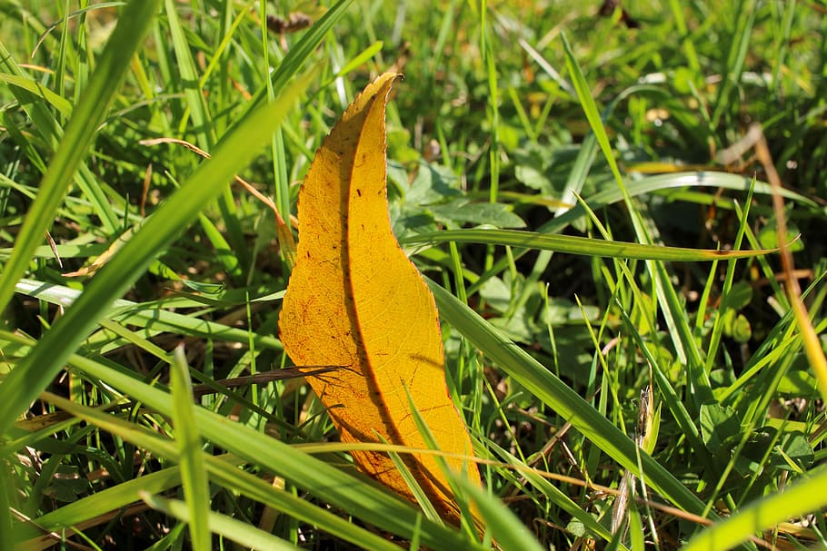 grass, meadow, leaf, leaves, autumn, nature, botany, green HD wallpaper