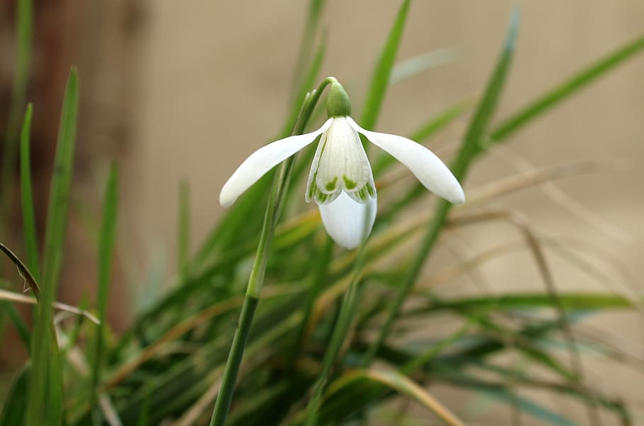 snowdrop, early spring, one, plant, nature, flower, white, the delicacy HD wallpaper