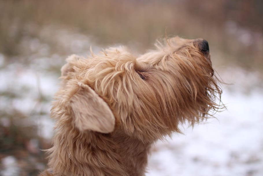 dog, winter, pet, snow, love, happiness, animal, puppy, cute HD wallpaper